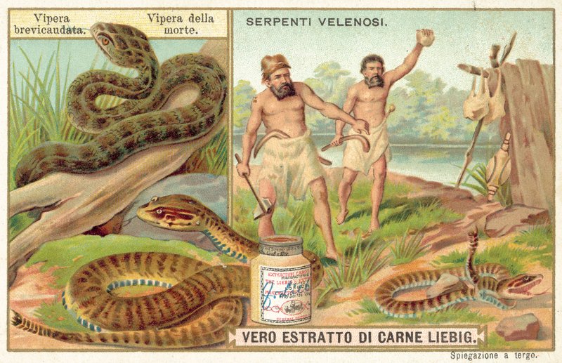 Víbora de cauda curta e víbora da morte comum (chromolitho) de European School