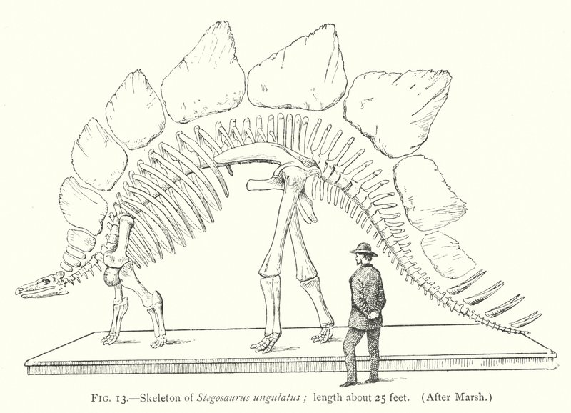 Esqueleto de Estegossauro ungulatus (litho) de European School