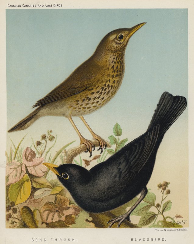 Song Thrush, Blackbird (cor litho) de European School