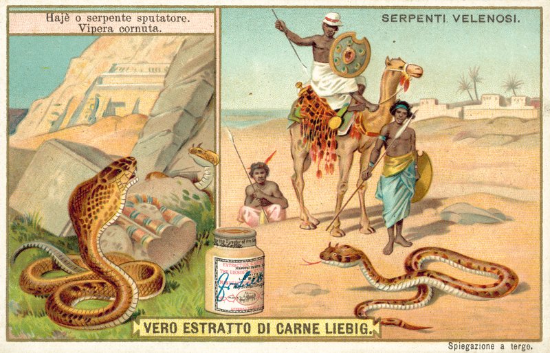 Cuspir cobra e víbora com chifres (chromolitho) de European School