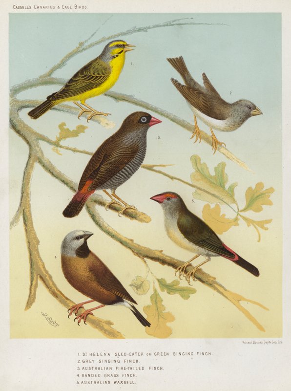 Comedor de sementes de Santa Helena ou tentilhão-verde, tentilhão-cinzento, tentilhão-da-cauda-de-fogo-australiano, tentilhão-das-gramíneas, bico-de-lacre-australiano (litografia a cores) de European School