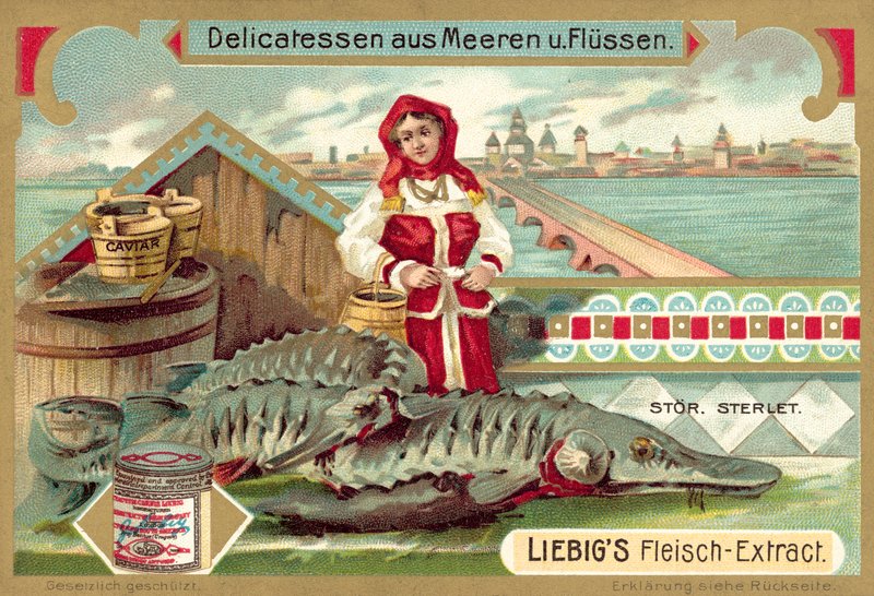 Esturjão (chromolitho) de European School