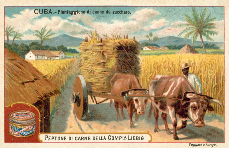 Plantação de cana de açúcar, Cuba (chromolitho) de European School