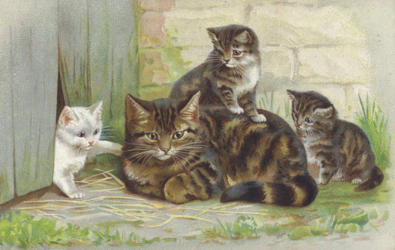 Gato malhado com três gatinhos (cromolitho) de European School