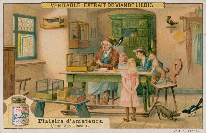 O amante de pássaro amador de European School