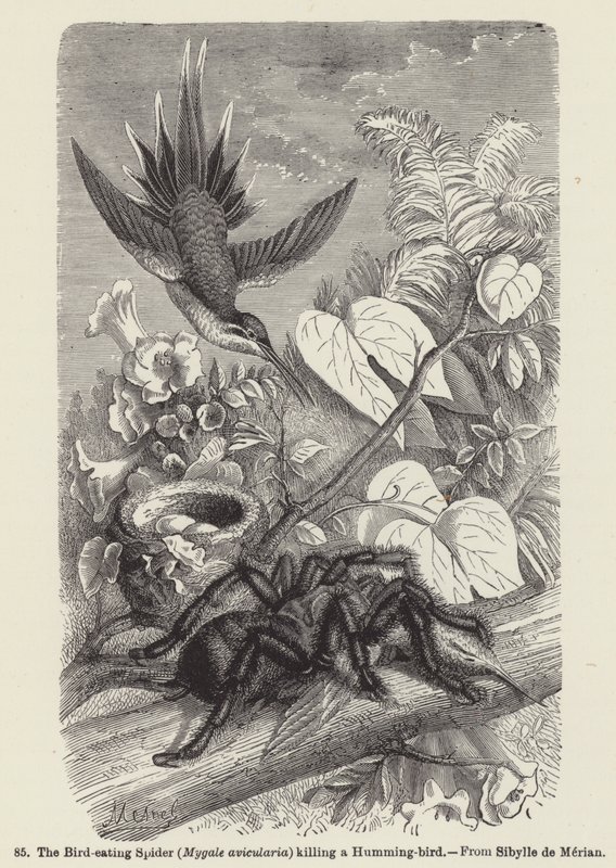 A Aranha Comedora de Aves (Mygale avicularia) matando um Beija-flor (gravação) de European School