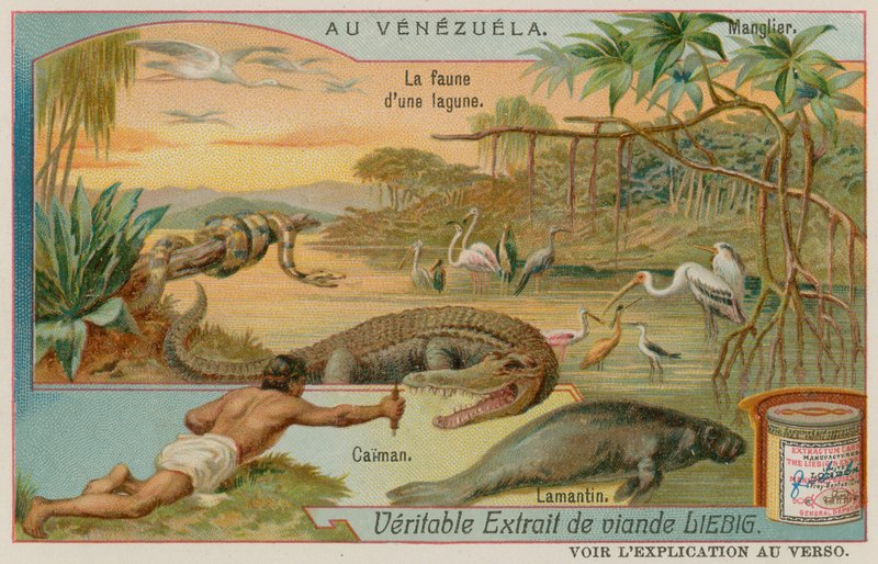 As criaturas da lagoa com um jacaré e um peixe-boi e uma árvore de mangue de European School