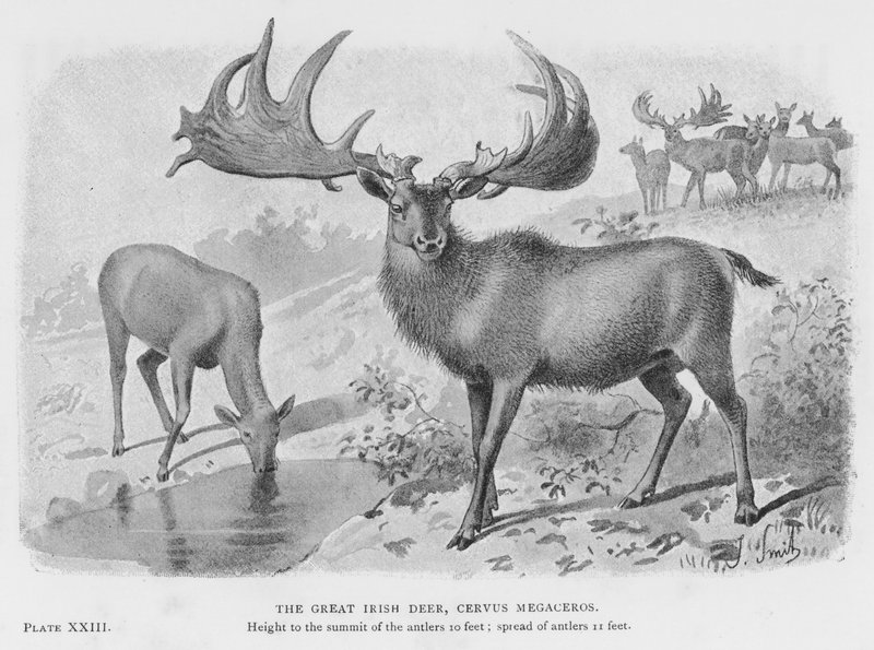 O Grande Veado Irlandês, Cervus Megaceros (litho) de European School