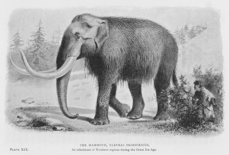 O Mamute, Elephas Primigenius (litho) de European School