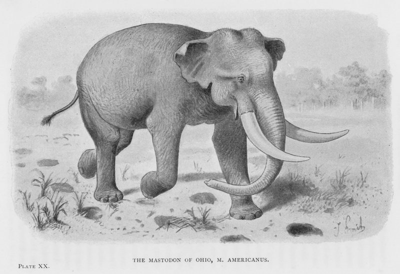 O Mastodonte de Ohio, M Americanus (litho) de European School