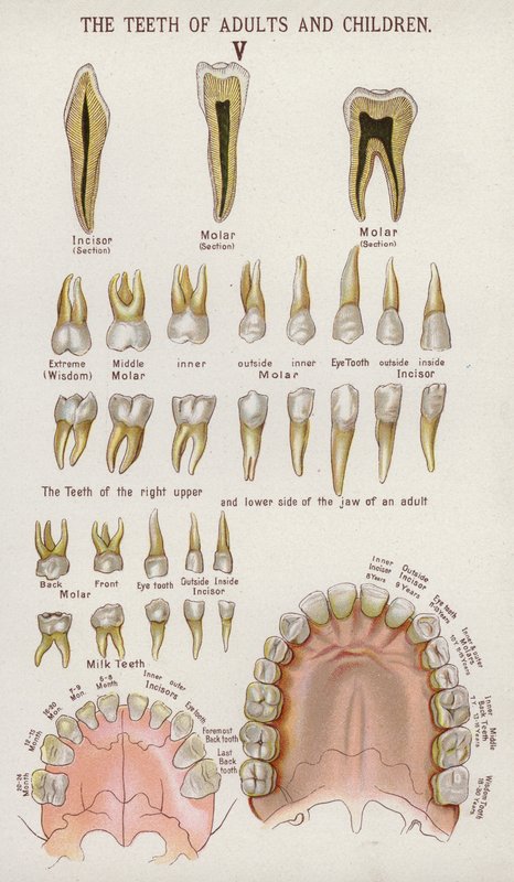 Os dentes dos adultos e das crianças (litografia a cores) de European School