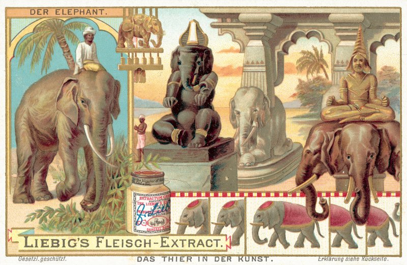 O elefante (chromolitho) de European School