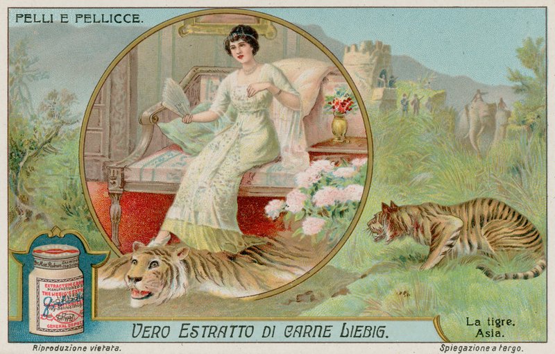 O Tigre de European School