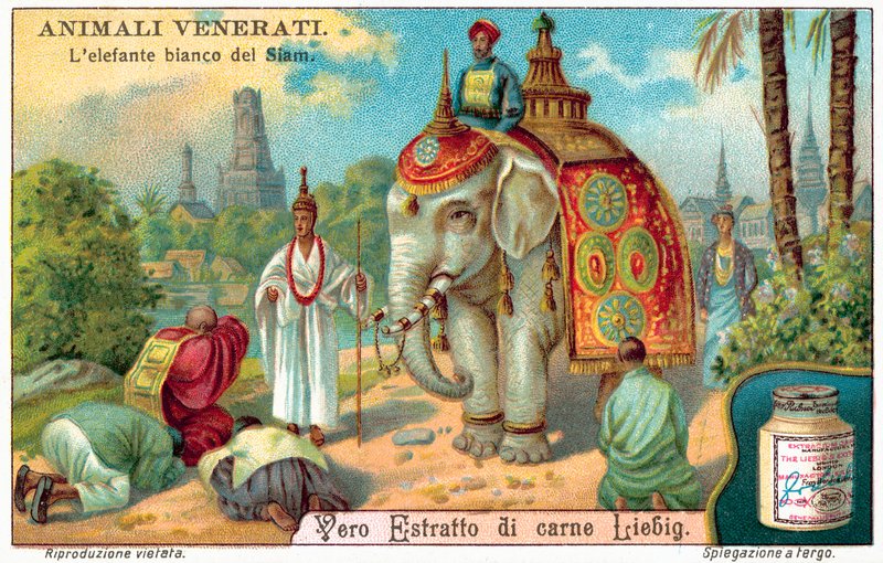 O elefante branco do Sião (chromolitho) de European School