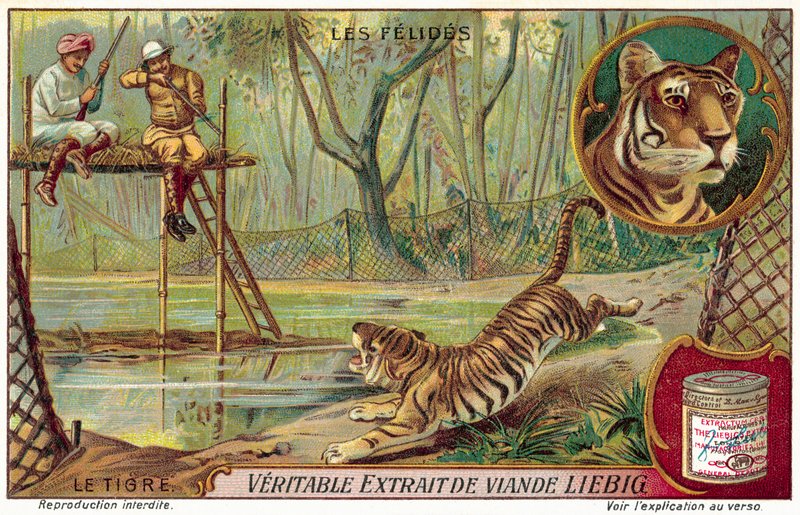 Tigre (chromolitho) de European School