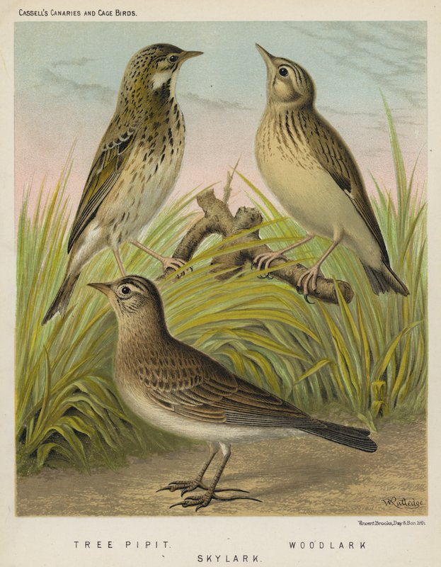 Pipit de árvore, Woodlark, Skylark (cor litho) de European School