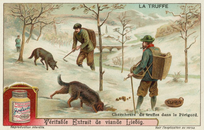 Caçadores de trufas em Perigord na França de European School