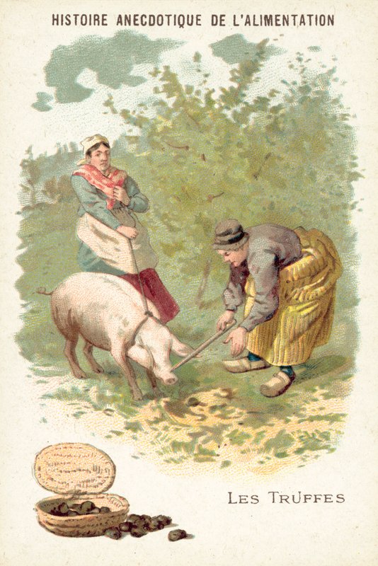 Trufas (cromolitho) de European School
