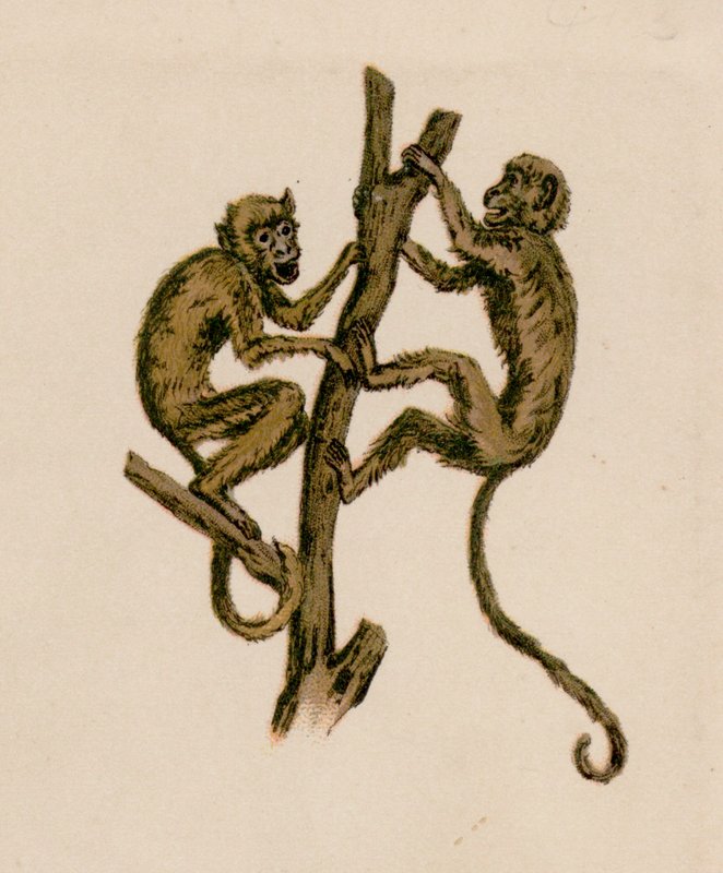 Dois macacos de European School