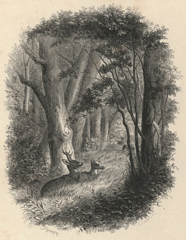 Um canto da floresta de Fontainebleau (gravura) de European School