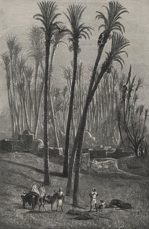 Une Oasis Au Sahara (gravura) de European School