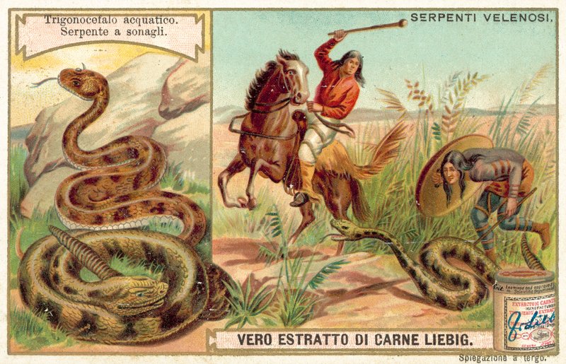 Mocassin de água e cascavel (chromolitho) de European School