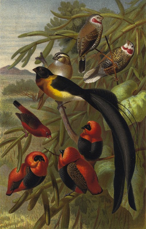 Webervogel de European School