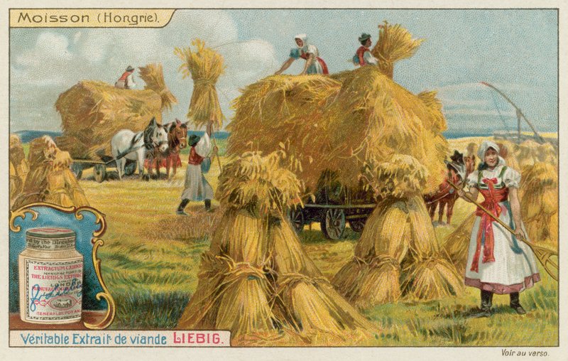 Colheita de trigo na Hungria de European School