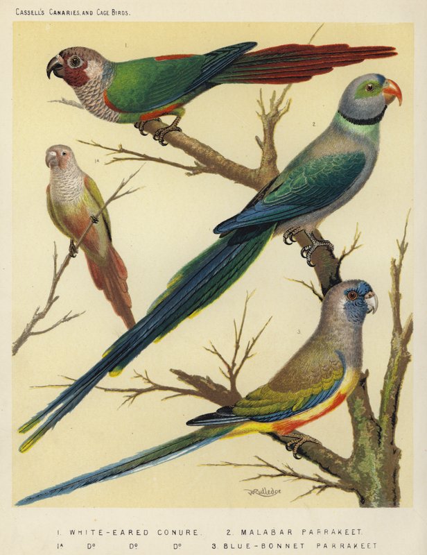 Conure Branco-Orelhudo, Parrakeet Malabar, Parrakeet Blue-Bonnet de European School