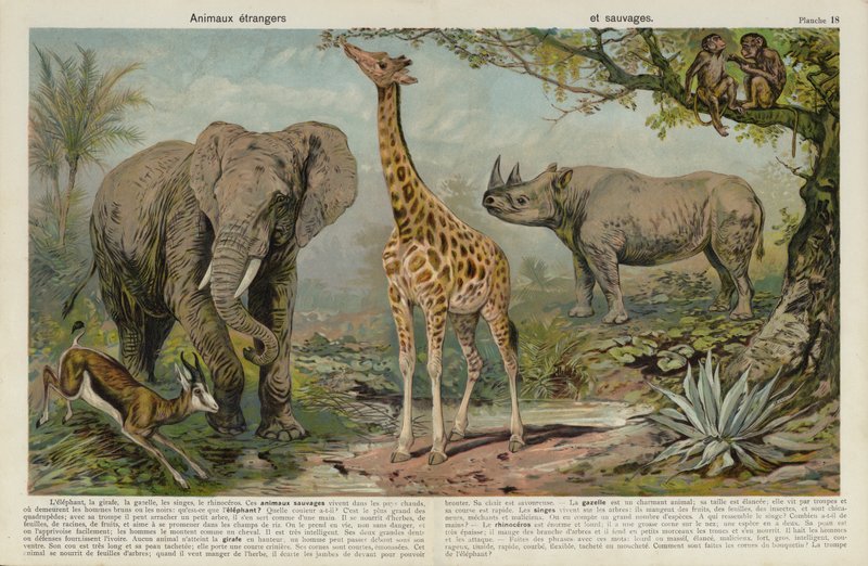 Animais selvagens de European School