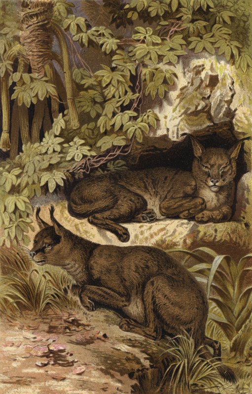 Wustenluchs de European School