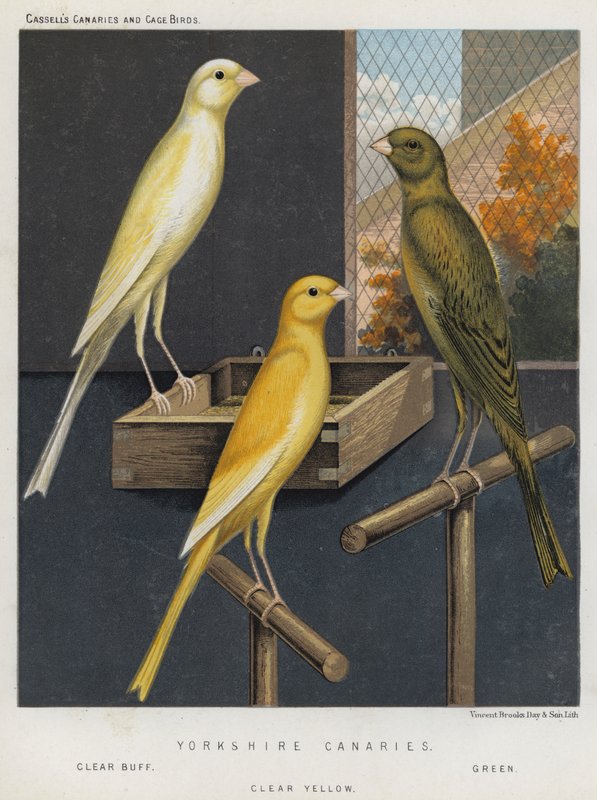Yorkshire Canaries, Clear Buff, Verde, Amarelo Claro de European School