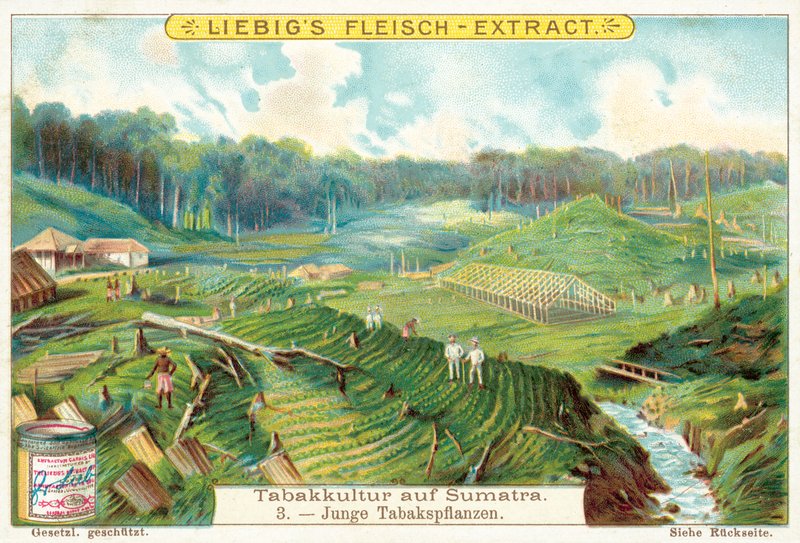 Plantas jovens de tabaco (chromolitho) de European School