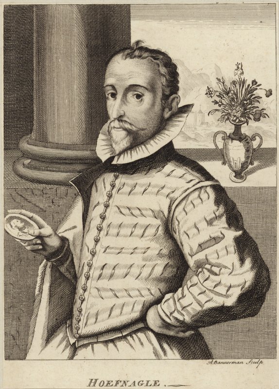 Retrato de Joris Hoefnagel de Flemish School
