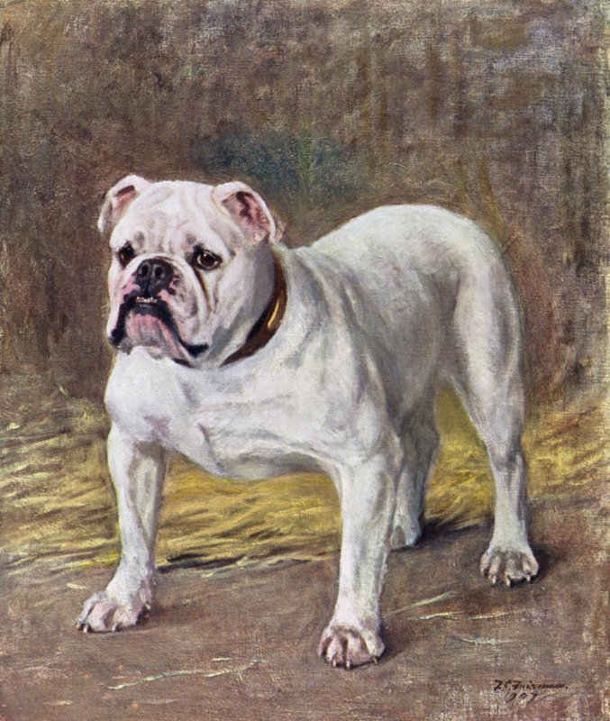 O famoso buldogue Ch duquesa silenciosa de Frances C. Fairman