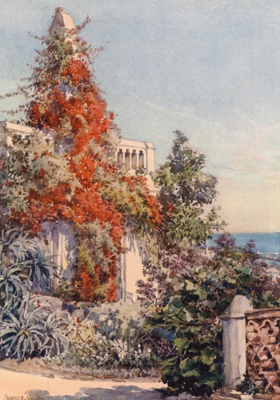 Bougainvillaea, Argel (litografia a cores) de Frances Nesbitt
