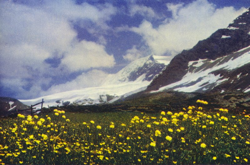 Trollius no Passe Simplon (foto) de Francis Sydney Smythe