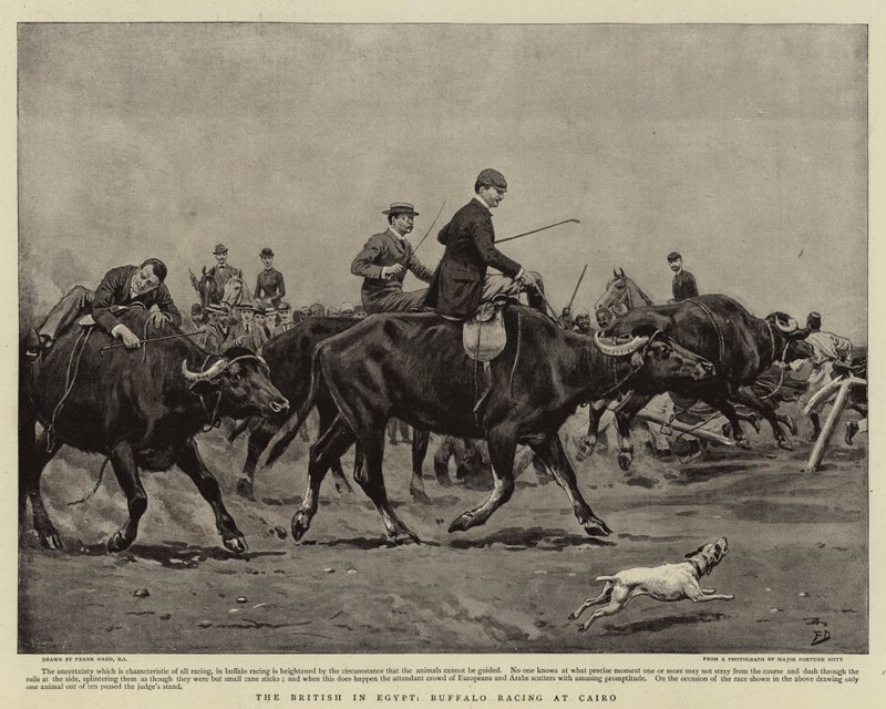Os britânicos no Egito, Buffalo Racing no Cairo de Frank Dadd