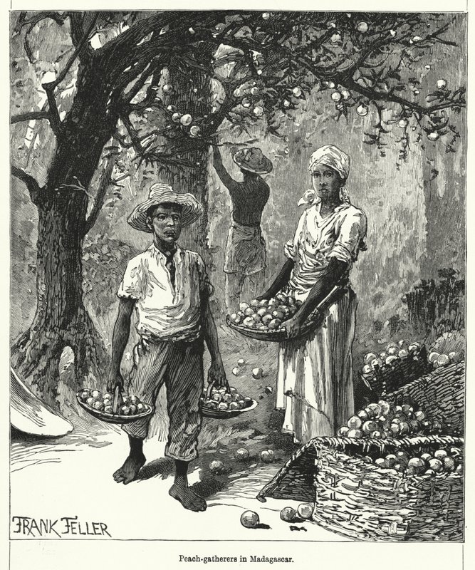 Colectores de Pêssegos em Madagáscar (gravura) de Frank (after) Feller