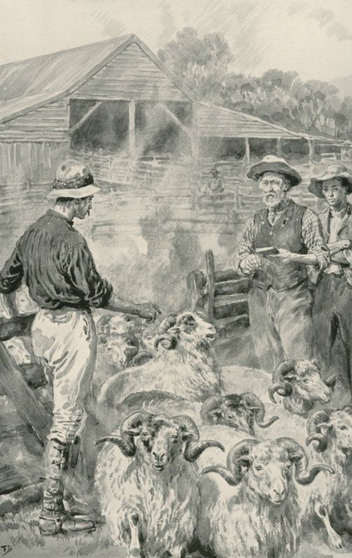 Uma estação de ovelhas em Canterbury Plains de Frank Dadd