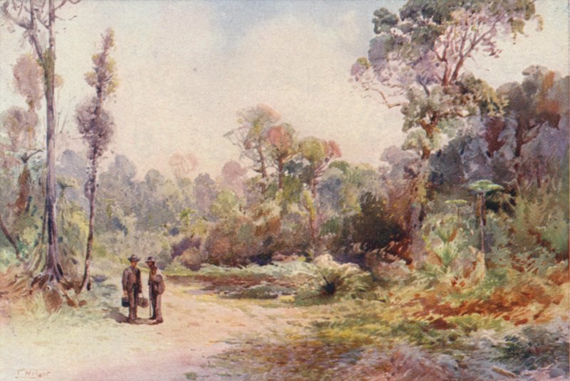 Nova Zelândia: A Bush Road (litografia a cores) de Frank H Wright