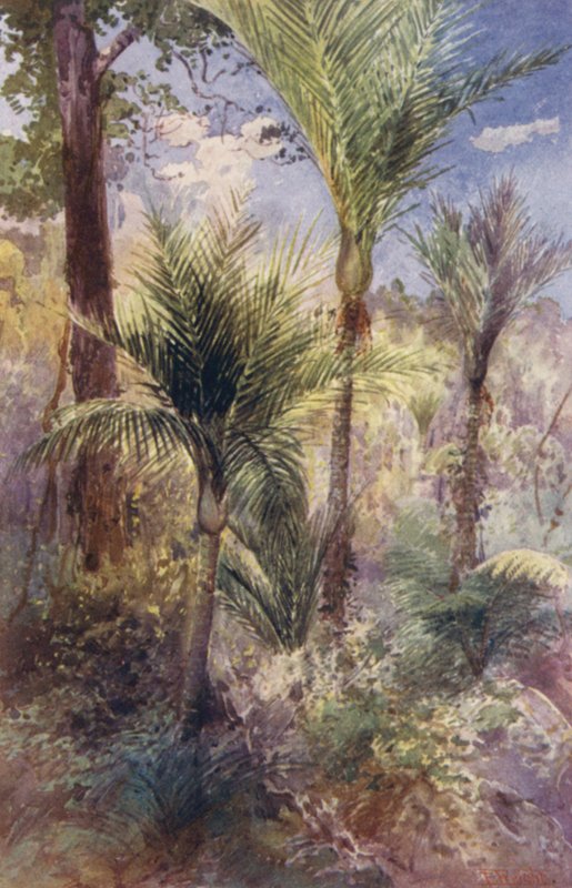 Nova Zelândia: Nikau Palms (litografia a cores) de Frank H Wright