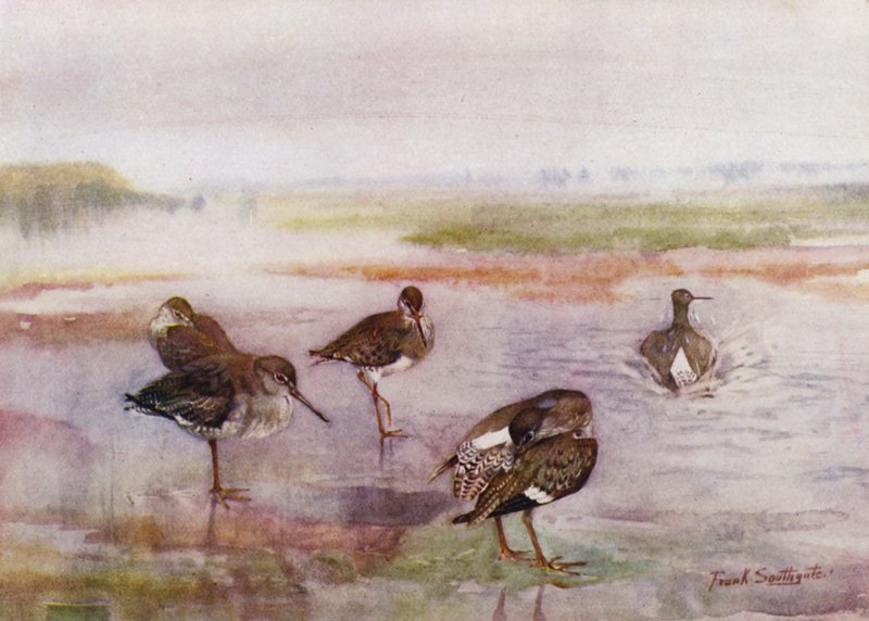 Norfolk Broads: Redshank (cor litho) de Frank Southgate