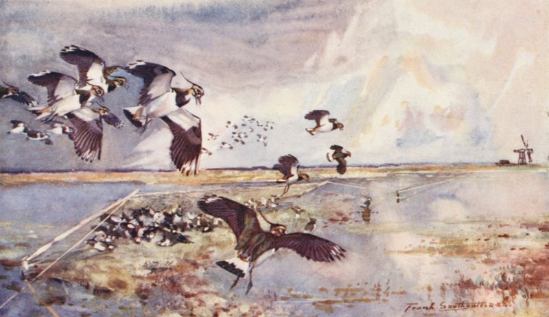 Vida selvagem em East Anglia: Plover-Netting (litografia a cores) de Frank Southgate