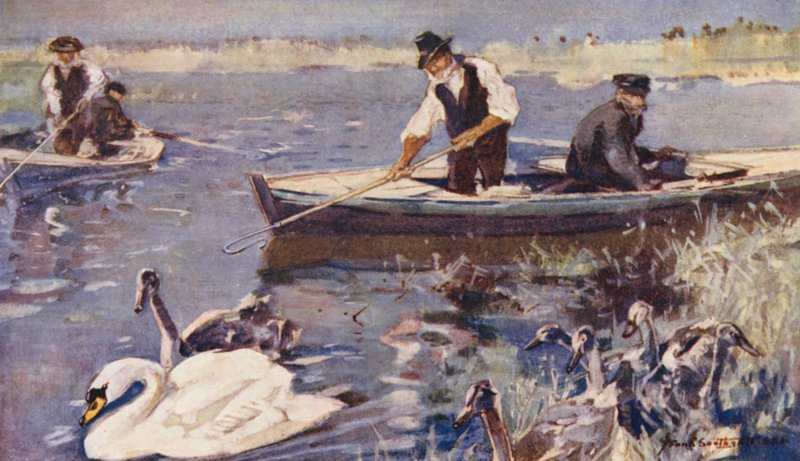 Vida Selvagem em East Anglia: Cisne (litografia a cores) de Frank Southgate
