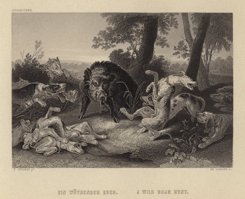 Uma caça ao javali de Frans Snyders or Snijders