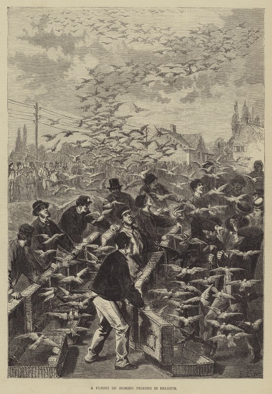 Um voo de pombos-correio na Bélgica de Frederic Theodore Lix
