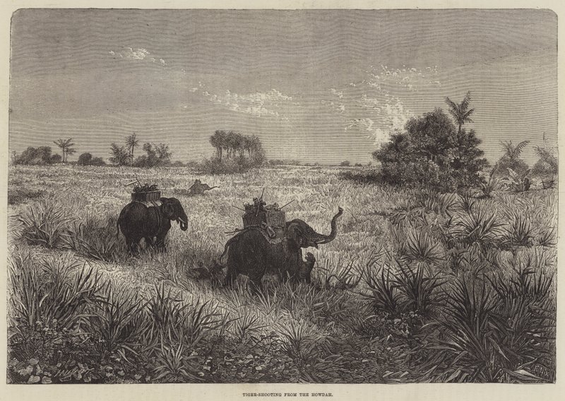 Índia e o Príncipe de Gales, Tiro ao Tigre do Howdah de Frederic Theodore Lix