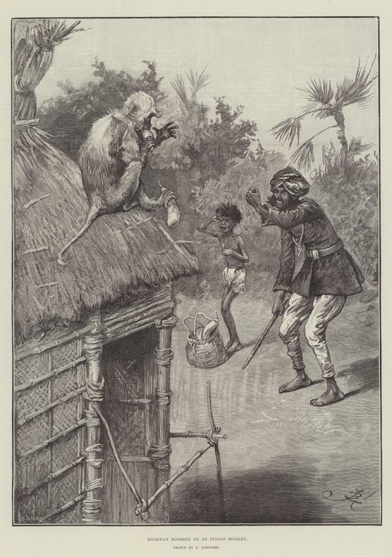 Assalto à estrada por um macaco indiano de Frederick Barnard