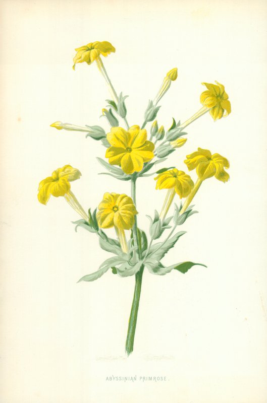 Prímula Abissínia de Frederick Edward Hulme